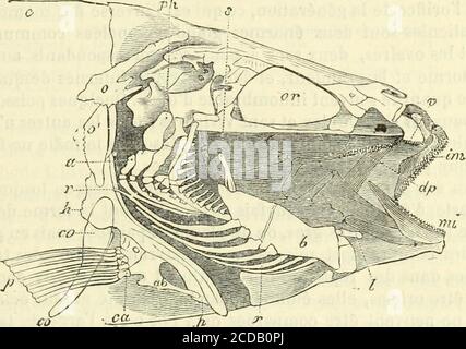 . Histoire naturelle des drogues simples : ou Cours d'histoire naturelle professé a l'École supérieure de pharmacie de Paris . , sous la queue ou à son extrémité. On appelle les nageoires su-périeures dorsales, les inférieures anales et celle du bout de la queuecaudale. On observe dans les poissons autant de variétés que parmi les reptilespour le nombre des membres (nageoires pectorales et ventrales). Leplus souvent, il y en a quatre ; quelques-uns nen ont que deux; dau-tres en manquent tout à fait. Dans la plupart, les vertèbres sont pour-vues de longues apophyses épineuses qui soutiennent la Stockfoto