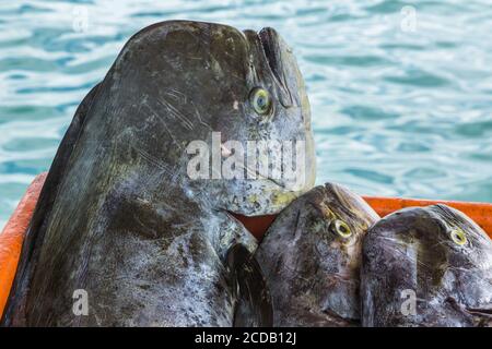 Mahi-Mahi oder gewöhnlicher Delfinfisch, Coryphaena hippurus, zu verkaufen auf dem Markt an der Promenade Point-a-Pitre, Guadeloupe. Stockfoto