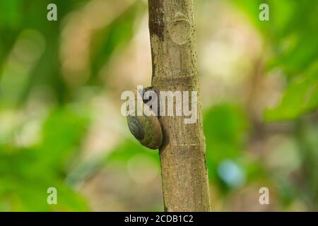 Die Puerto-ricanische Baumschnecke, Caracolus caracolla, ist eine große, arboreale Schnecke, deren Schale bis zu 4 Zoll oder 10 cm Durchmesser haben kann. Sie leben Primar Stockfoto