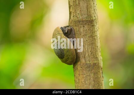 Die Puerto-ricanische Baumschnecke, Caracolus caracolla, ist eine große, arboreale Schnecke, deren Schale bis zu 4 Zoll oder 10 cm Durchmesser haben kann. Sie leben Primar Stockfoto