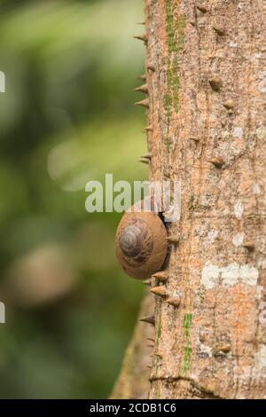 Die Puerto-ricanische Baumschnecke, Caracolus caracolla, ist eine große, arboreale Schnecke, deren Schale bis zu 4 Zoll oder 10 cm Durchmesser haben kann. Sie leben Primar Stockfoto