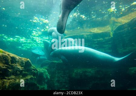 Orlando, FL/USA-7/12/20: Der Tank mit Manatee beim Essen und Schwimmen in Seaworld in Orlando, FL. Stockfoto