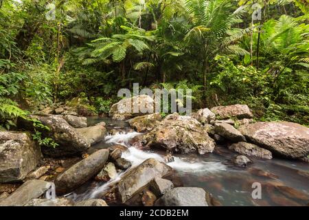 Kleine Stromschnellen am Rio de la Mina im tropischen El Yunque National Forest in Puerto Rico. Stockfoto