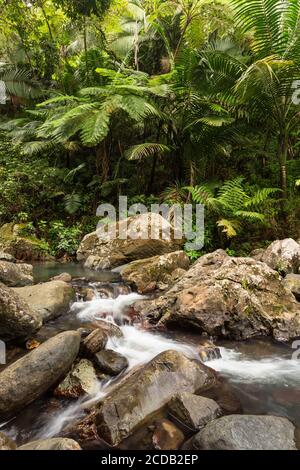 Kleine Stromschnellen am Rio de la Mina im tropischen El Yunque National Forest in Puerto Rico. Stockfoto