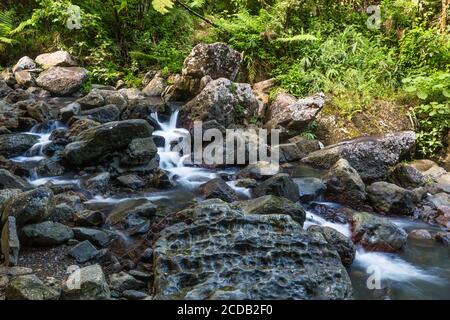 Kleine Stromschnellen am Rio de la Mina im tropischen El Yunque National Forest in Puerto Rico. Stockfoto