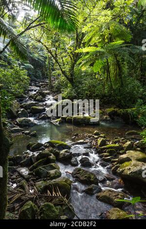 Kleine Stromschnellen am Rio de la Mina im tropischen El Yunque National Forest in Puerto Rico. Stockfoto