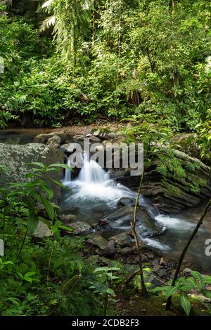 Kleine Stromschnellen am Rio de la Mina im tropischen El Yunque National Forest in Puerto Rico. Stockfoto