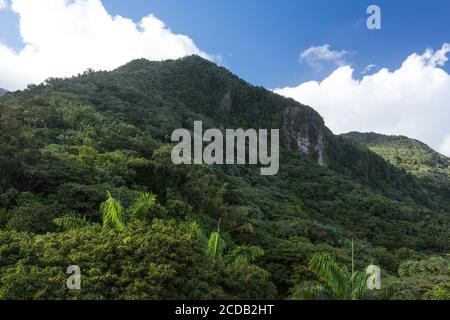 Blick vom Yokahu Tower im El Yunque National Forest in Puerto Rico. Stockfoto