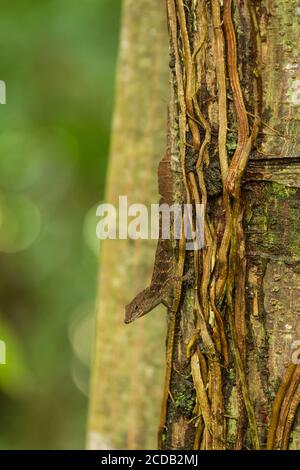 Ein Puerto-ricanischer Crested Anole, Anolis cristatellus, auf einem Baumstamm im El Yunque National Forest in Puerto Rico. Stockfoto