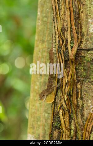 Ein männlicher Puerto-ricanischer Crested Anole, Anolis cristatellus, auf einem Baumstamm im El Yunque National Forest in Puerto Rico zeigt seinen bunten Wamme, OR Stockfoto