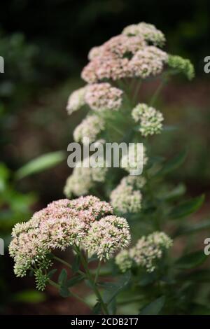 Geschmorte Rhabarber Mountain Sedum sukkulents in voller Blüte im Sommer. Stockfoto