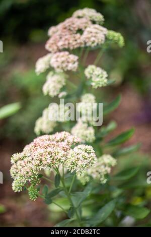 Geschmorte Rhabarber Mountain Sedum sukkulents in voller Blüte im Sommer. Stockfoto