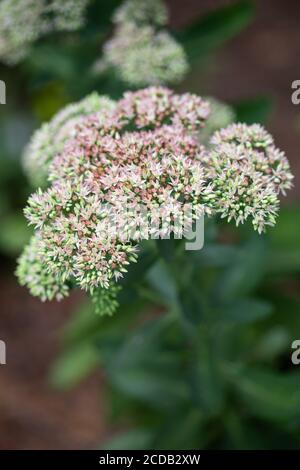 Geschmorte Rhabarber Mountain Sedum sukkulents in voller Blüte im Sommer. Stockfoto