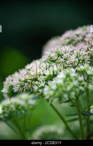 Geschmorte Rhabarber Mountain Sedum sukkulents in voller Blüte im Sommer. Stockfoto