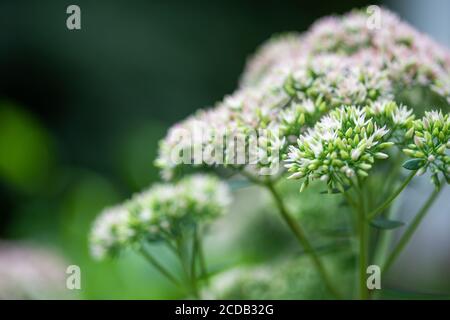 Geschmorte Rhabarber Mountain Sedum sukkulents in voller Blüte im Sommer. Stockfoto