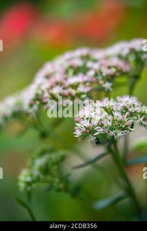 Geschmorte Rhabarber Mountain Sedum sukkulents in voller Blüte im Sommer. Stockfoto