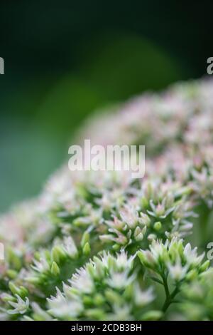 Geschmorte Rhabarber Mountain Sedum sukkulents in voller Blüte im Sommer. Stockfoto