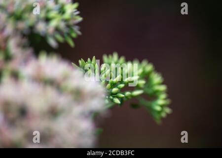 Geschmorte Rhabarber Mountain Sedum sukkulents in voller Blüte im Sommer. Stockfoto