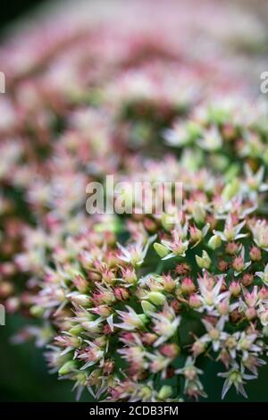 Geschmorte Rhabarber Mountain Sedum sukkulents in voller Blüte im Sommer. Stockfoto