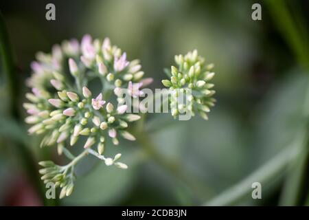 Geschmorte Rhabarber Mountain Sedum sukkulents in voller Blüte im Sommer. Stockfoto