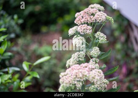 Geschmorte Rhabarber Mountain Sedum sukkulents in voller Blüte im Sommer. Stockfoto