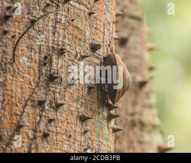 Die Puerto-ricanische Baumschnecke, Caracolus caracolla, ist eine große, arboreale Schnecke, deren Schale bis zu 4 Zoll oder 10 cm Durchmesser haben kann. Sie leben Primar Stockfoto