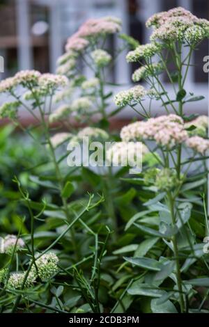 Geschmorte Rhabarber Mountain Sedum sukkulents in voller Blüte im Sommer. Stockfoto