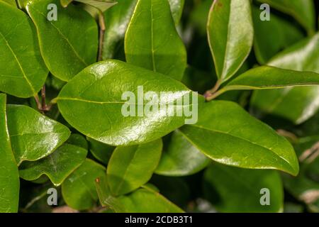 Blätter von breitblättriger Privet, chinesischer Privet oder Glossy Privet (Ligustrum lucidum 'Texanum') Stockfoto