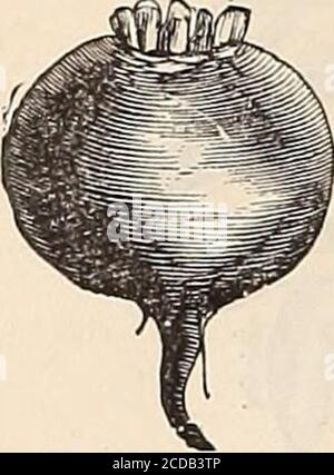 . Cox Samen jährlich . Engel Wurzel. Wache der Autofahrenden OrangeGlobe. Ein überlegener Globe va-rity, und wird gesagt, um takenmore Preise in England als jeder andere Art zu haben. Oz., 10c; lb., 40c Französisch schlesischen Zucker. Angebaut für Zucker und Viehfutter. Oz., 10c; lb., 35c; 5 lbs.,X^er lb., 25c. Vilmorins ImprovedWeißer Zucker. Eine Verbesserung der anderen Sorten von Zuckerrüben; winterhart, undeinen höheren Prozentsatz an Zucker enthaltend. Oz., 10c; lb., 50c. Lanes verbessert im-perial Zucker. Diese Supervarietät ist das Ergebnis einer sorgfältigen Selektion über mehrere Jahre der französischen Kaiserlichen Zuckerrübe.nach sorgfältigem Versuch Stockfoto