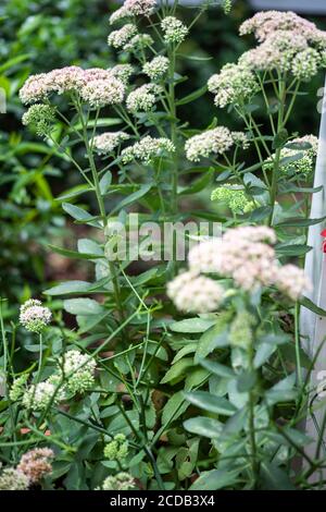 Geschmorte Rhabarber Mountain Sedum sukkulents in voller Blüte im Sommer. Stockfoto