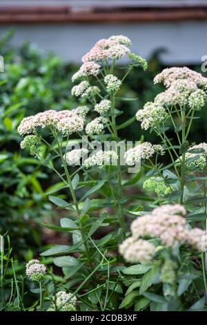 Geschmorte Rhabarber Mountain Sedum in Blüte im Sommer. Stockfoto