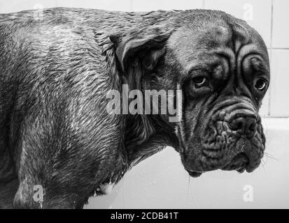 Badezeit, dogue de Bordeaux, dogue, nasser Hund, Hund Stockfoto