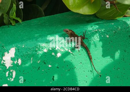 Ein Puerto-ricanischer Crested Anole, Anolis cristatellus, an der Wand in Old San Juan in Puerto Rico. Stockfoto