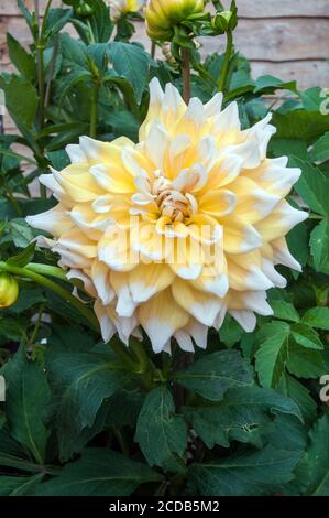 Eine Nahaufnahme von Dahlia Seattle ein dekoratives oder Abendessen Platte doppelt dahlia.That blüht im Sommer EINE tuberöse Staude, die Mag volle Sonne Stockfoto