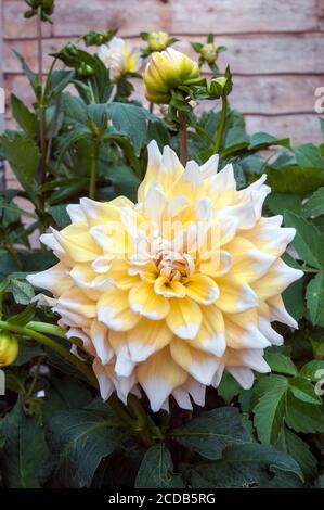 Eine Nahaufnahme von Dahlia Seattle ein dekoratives oder Abendessen Platte doppelt dahlia.That blüht im Sommer EINE tuberöse Staude, die Mag volle Sonne Stockfoto