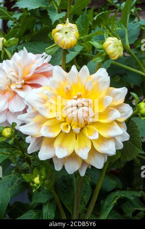 Eine Nahaufnahme von Dahlia Seattle ein dekoratives oder Abendessen Platte doppelt dahlia.That blüht im Sommer EINE tuberöse Staude, die Mag volle Sonne Stockfoto