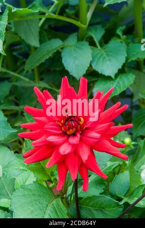 Ein Semi-Kaktus Dahlia Red Pygmy mit brechender Knospe in Nahaufnahme. Eine tuberöse Pflanze, die eine sommerblühende Laub- und halbwinterharte Staude ist Stockfoto