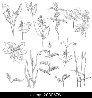 Große Reihe von vintage realistische Original-Linie Kunst Waldpflanzen. Stock Vektor