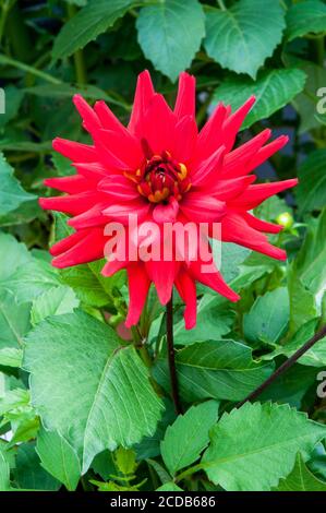 Ein Semi-Kaktus Dahlia Red Pygmy mit brechender Knospe in Nahaufnahme. Eine tuberöse Pflanze, die eine sommerblühende Laub- und halbwinterharte Staude ist Stockfoto