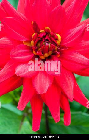 Ein Semi Kaktus Dahlia Red Pygmy in Nahaufnahme. Eine tuberöse Pflanze, die eine sommerblühende Laub- und halbwinterharte Staude ist Stockfoto