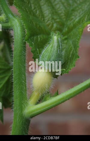 Bio-Hinterhof städtischen Garten einer weiblichen Blütenknospe einer Kürbispflanze. Stockfoto