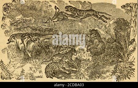 . Wilde Szenen des Lebens eines Jägers; . GhAO DAS OCELET und DAS LYXX ---• - • • -^-.-^..861 KAPITEL LVin. FlDMriNG DAS Cougar - Jagd-Scrkels „.„„.8M KAPITEL LIX. Pcjnixa THU amerikanischer Elch oder Wapiti - - 36* KAPITEL LX. HrNiiNO DER Raccoon, der Schwarzschwanzhirsch und der Mdsk Ox ... ^...^.C   KAPITEL LXL. Jagd auf den Biber und das Opossum - ..37&lt;J KAPITEL LXIL Hdntino thb Fishee 388 KAPITEL LXin. HUKTINO DER AMERIKANER DEEB • – •^ – -^.-I- . 888 KAPITEL LXrV.Mk. Cumminqs Begegnung mit vier Löwen ,„»,^...^...,...-.-,^ 392 KAPITEL LXV.Noottenal Abenteuer mit sechs Löwen •- -«---402 KAPITEL LXVI. Stockfoto