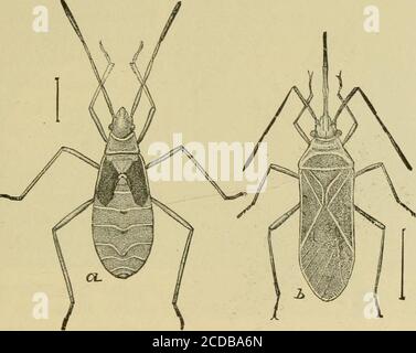 . Insektenschädlinge von Bauernhof, Garten und Obstgarten . re vergrößert; e, junge Nymphe; /, letzte Stufe der Nymphe. (Nach Chittenden, U. S. Abt. Agr.) Darunter befinden sich die sogenannten Kürbiswanzen oder Stinkwanzen, von denen eine große grüne Art f die am häufigsten schädliche ist, während die schwärzen, blattfüßigen Pflanzenwanzen,{ die auf Gurken abun-dant sind, ähnliche Verletzungen machen. *Siehe A. W. Morrill, Pflanzenwanzen schädlich für Baumwolle Bolls.Bureau of Entomology, IT. S. Dept. Agr. t Nezara hilaris Say. Familie Pentatomidce.t Lcptnglnssus oppositus sagen. Familie Coreido, Bulletin 86, INSEKTEN, DIE DER BAUMWOLLE schaden 253 Cotton-Stainer Stockfoto