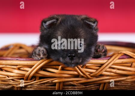 Pomsky Welpe sitzt in einem Korb in einem roten Raum Stockfoto