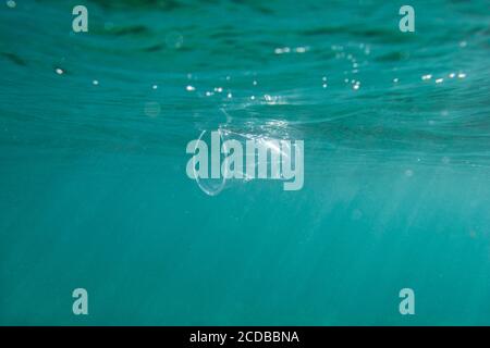 Plastikbecher schwimmt unter Wasser im offenen Ozean. Konzept der Umweltverschmutzung. Stockfoto