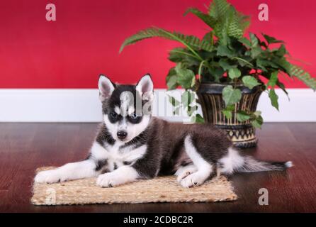 Pomsky Welpe liegt in einem roten Raum mit einer Pflanze Stockfoto