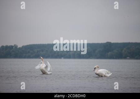 Zwei Schwäne, schwarz und weiß, mit ihrem geschwungenen Hals und orangenen Schnabel an der Donau, in Zemun, Belgrad, Serbien, einer mit ausladenden Flügeln. Schwäne oder cyg Stockfoto