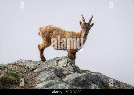 Wild Alpine steinbock Weibchen oder Bouquetin Blick auf die Kamera am Gornergrat 3100m über Wolken in den Schweizer Alpen Schweiz Stockfoto