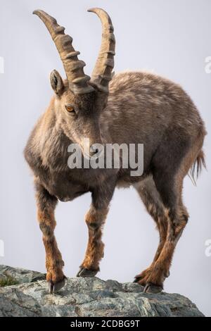 Wilder steinbock steinbock Männchen oder Bouquetin auf felsigen Berg Vertikale Ansicht am Gornergrat über Wolken in Schweizer Alpen Schweiz Stockfoto