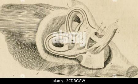 . Die Anatomie und Physiologie des menschlichen Körpers. Enthält die Anatomie der Knochen, Muskeln und Gelenke; und das Herz und Arterien . &lt;l III p ij l^ro. I. Stockfoto